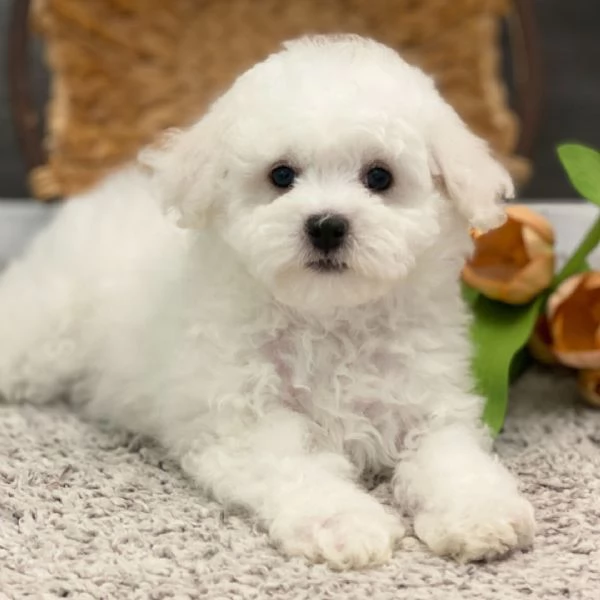 Offrire per ladozione maschio e femmina Bichon  Toy | Foto 0