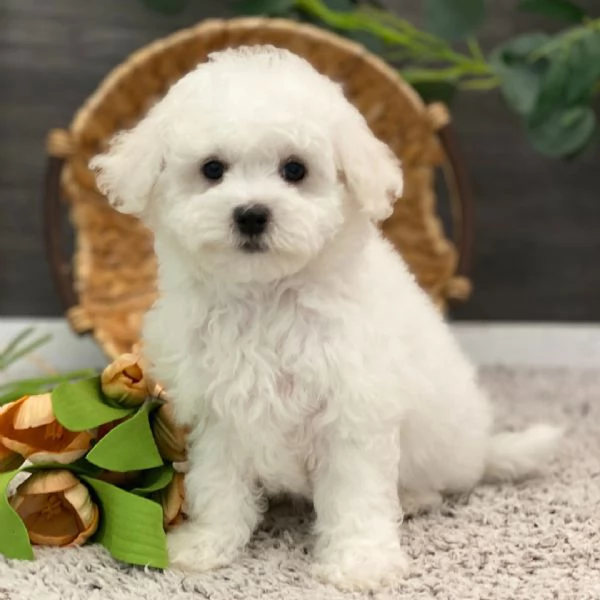 Offrire per ladozione maschio e femmina Bichon  Toy