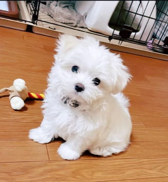 Maltese toy Entrambi sesos disponibili | Foto 1