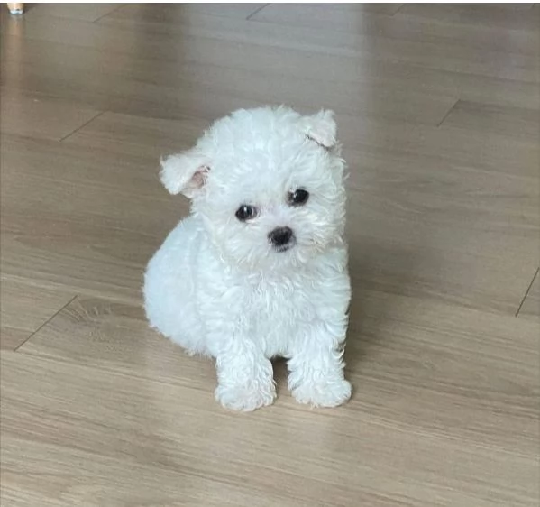 Maltese toy Entrambi sesos disponibili | Foto 0