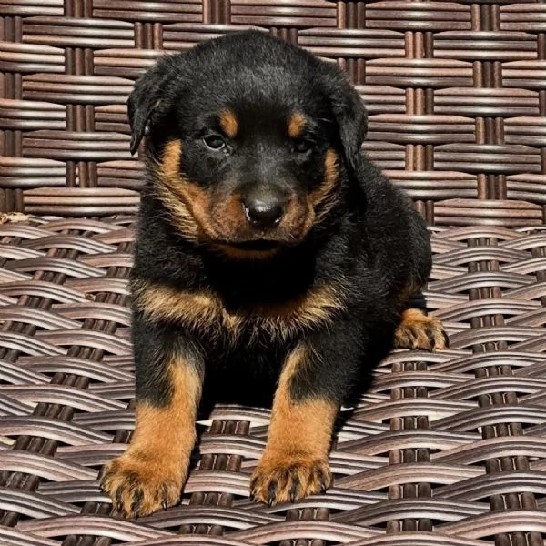 Rottweile femmina e maschio disponibili  | Foto 0