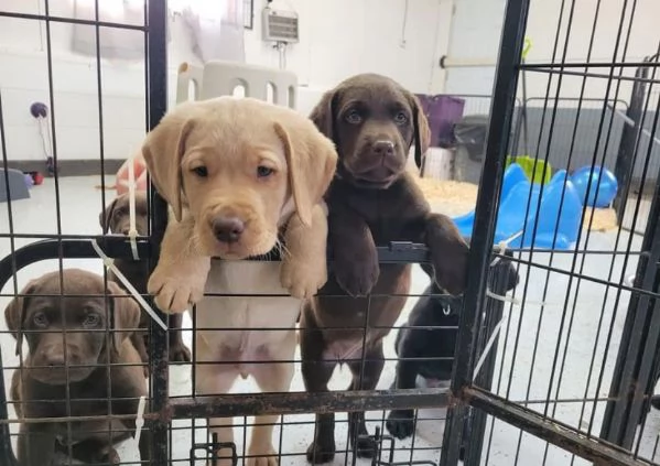 Cucciolo labrador disponibili | Foto 0