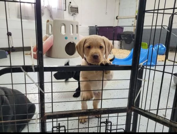 Cucciolo labrador disponibili