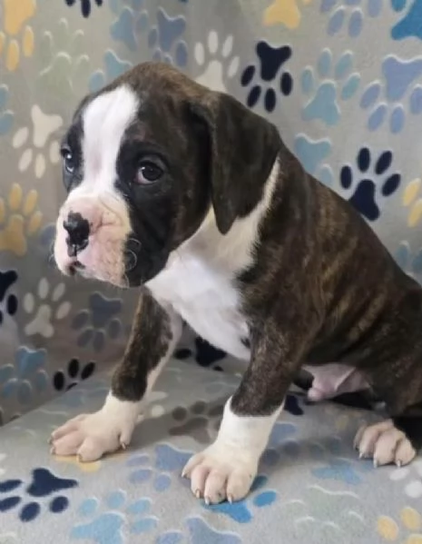 REGALO BOXER MASCHIO E FEMMINA | Foto 2