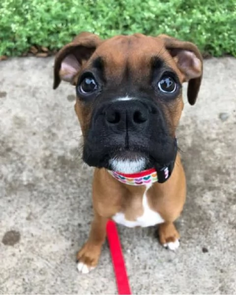 REGALO BOXER MASCHIO E FEMMINA | Foto 1