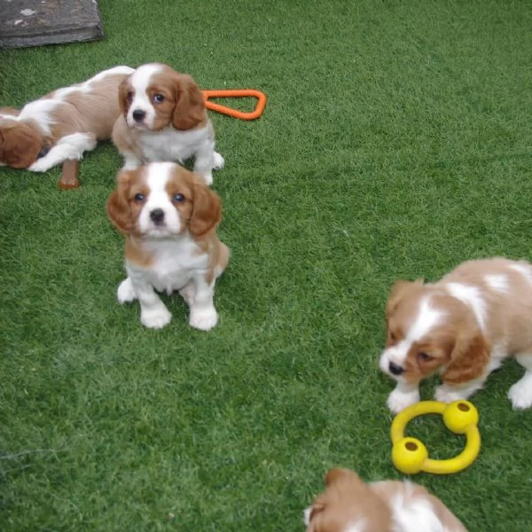 Bellissima maschio e  femminuccia di Cavalier King disponibile | Foto 0