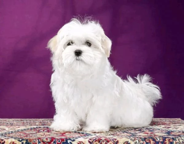 Cuccioli di maltese maschi e femmine disponibili per una casa adorabile e premurosa | Foto 1