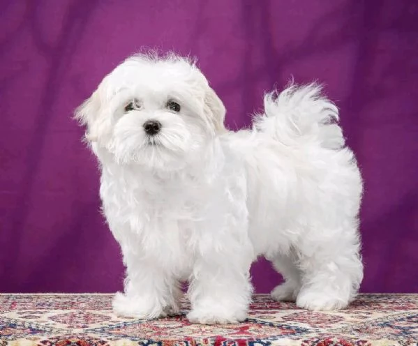 Cuccioli di maltese maschi e femmine disponibili per una casa adorabile e premurosa | Foto 0