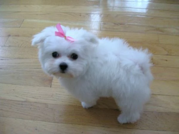 Cuccioli di maltese toy  | Foto 0