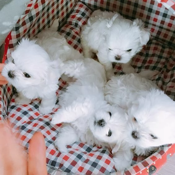 Cuccioli di maltese toy  | Foto 0