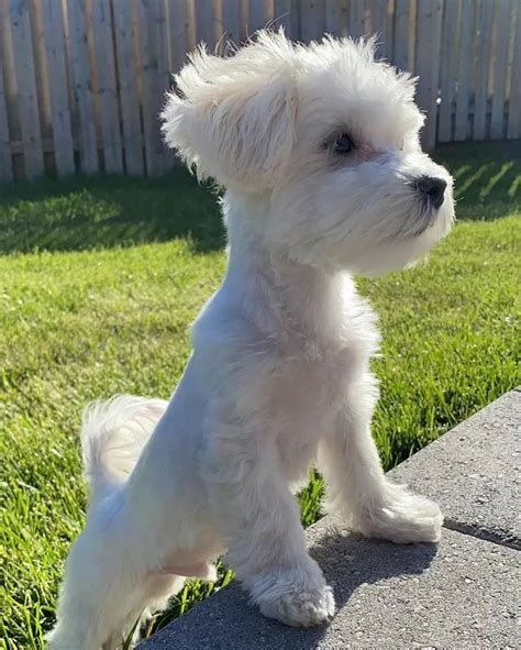 Cuccioli di maltese toy 