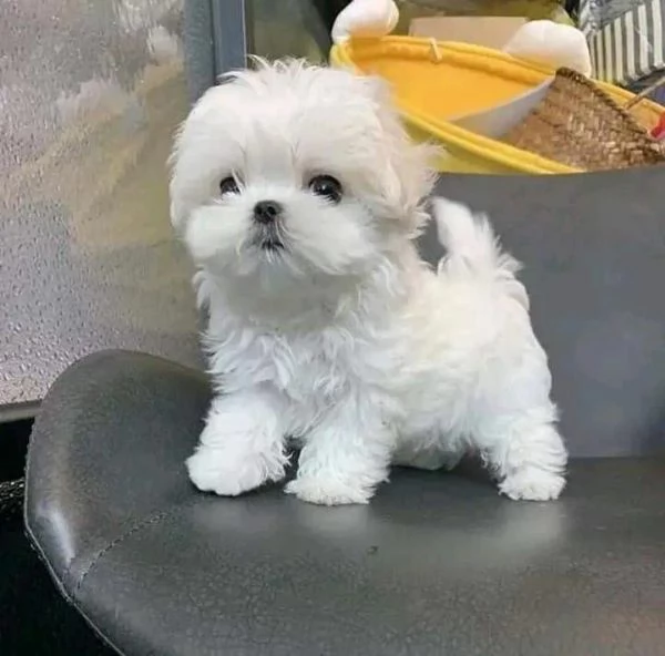 Cuccioli di maltese toy  | Foto 0