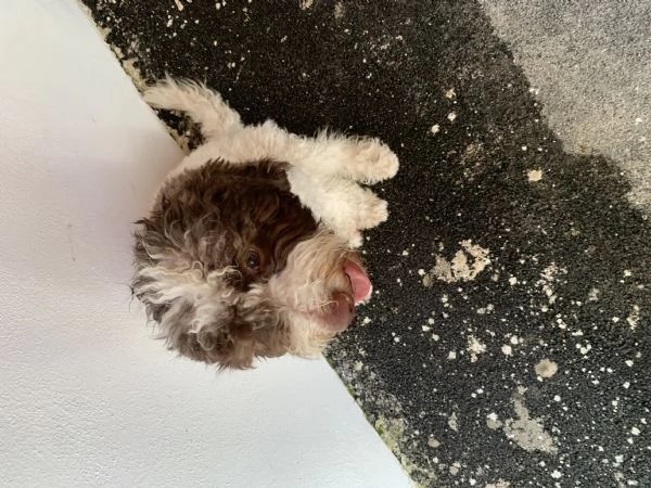 Cucciolo di Lagotto  | Foto 2