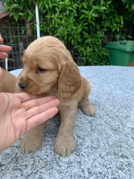 Vendo cuccioli di cocker | Foto 3