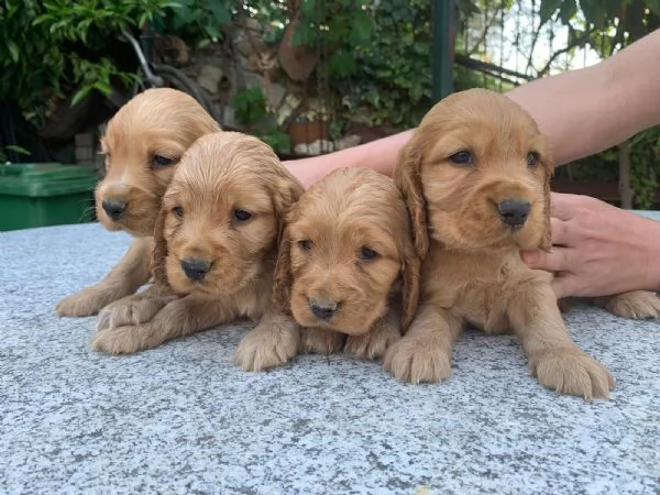 Vendo cuccioli di cocker | Foto 2