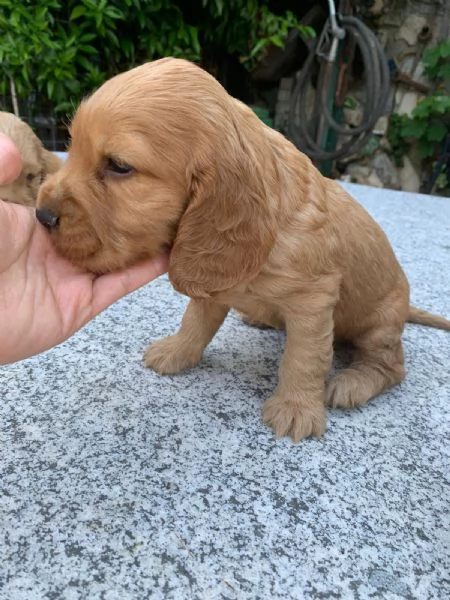 Vendo cuccioli di cocker | Foto 1