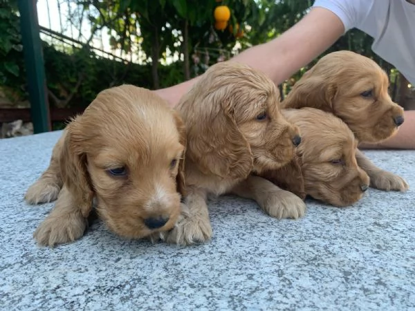 Vendo cuccioli di cocker | Foto 0
