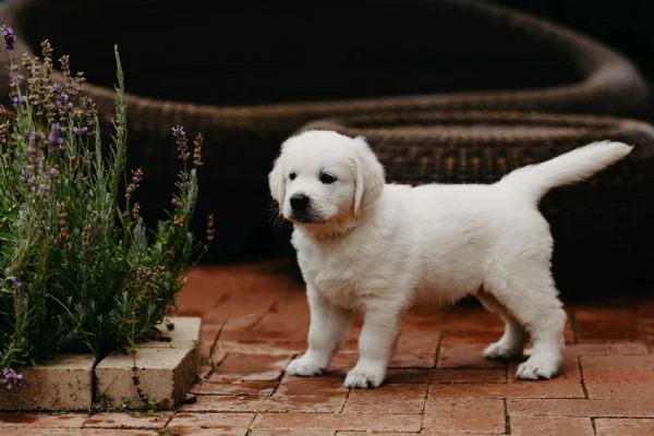 Cuccioli Golden retriever | Foto 0