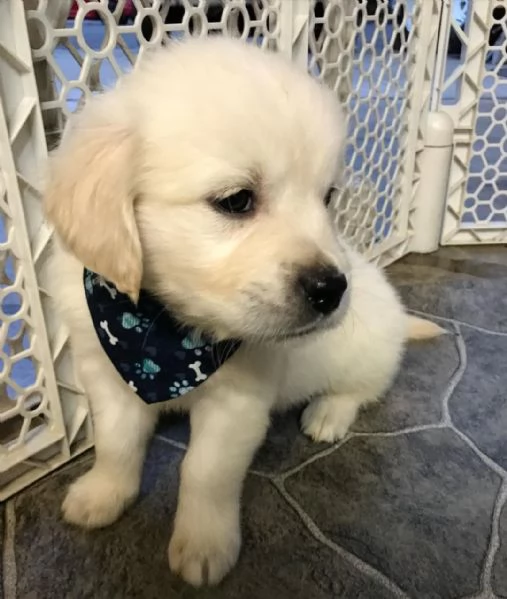 Golden retriever cuccioli