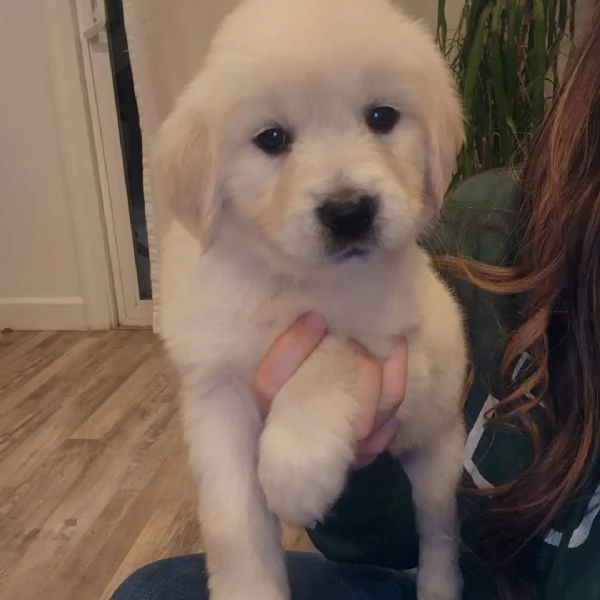 Disponibili cuccioli di Golden retriever