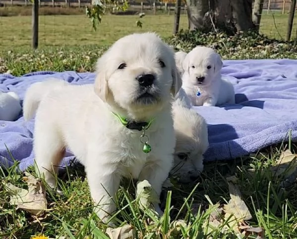 CUCCIOLI DI GOLDEN RETRIEVER