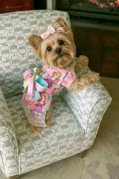 Yorkshire terrier 