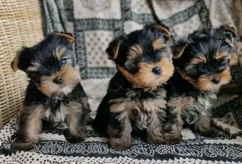 Cuccioli di Yorkshire Terrier maschi e femmine eccezionali per gli amanti degli animali Hanno 12 se | Foto 0