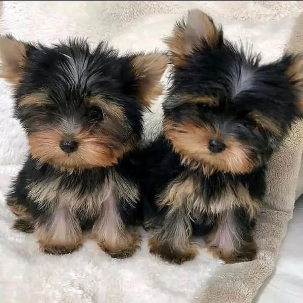 Cuccioli di Yorkshire terrier Bellissimi | Foto 0