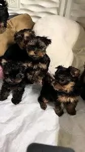 Bellissimi cuccioli maschi e femmine di Yorkshire Terrier da t per buone famiglie | Foto 2
