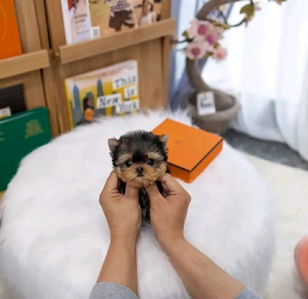 Bellissimi cuccioli maschi e femmine di Yorkshire Terrier da t per buone famiglie | Foto 0