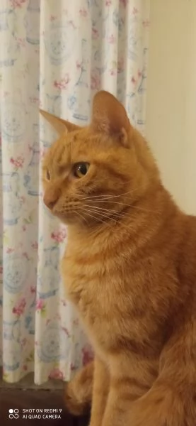 Splendido gatto rosso in adozione | Foto 3