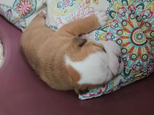Bulldog inglese 