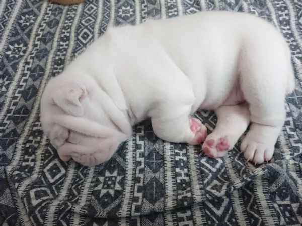 Bulldog inglese  | Foto 4