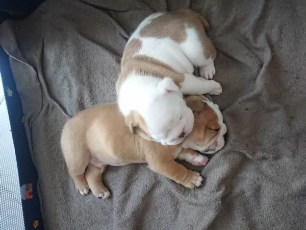 Bulldog inglese  | Foto 3