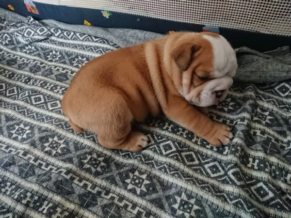Bulldog inglese  | Foto 2
