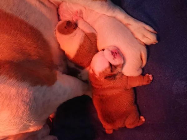 Bulldog inglese  | Foto 1