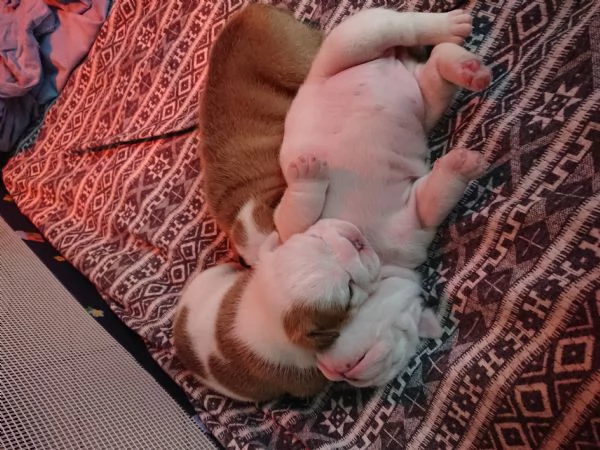 Bulldog inglese  | Foto 0