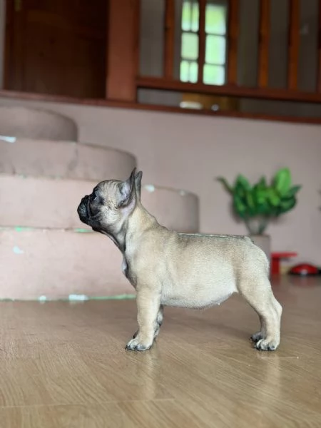Bulldog Francese  Bellissimi Cuccioli | Foto 6