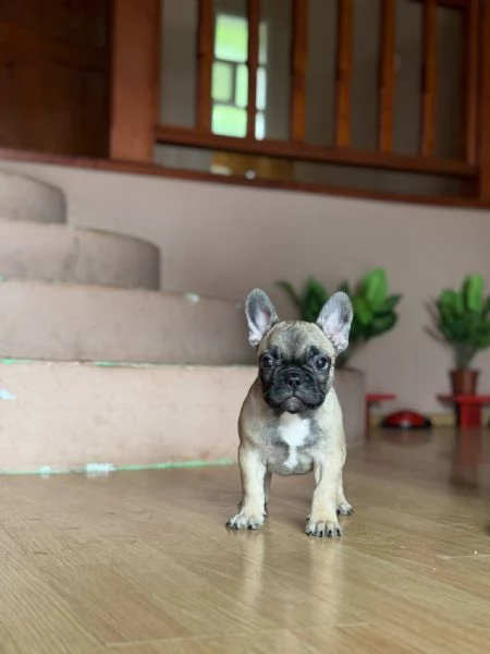 Bulldog Francese  Bellissimi Cuccioli | Foto 5
