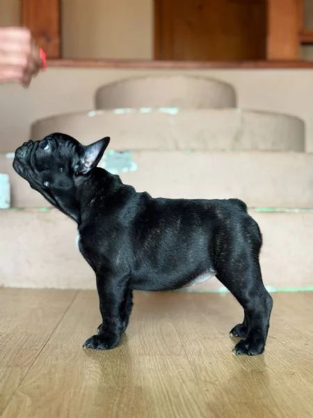 Bulldog Francese  Bellissimi Cuccioli | Foto 4