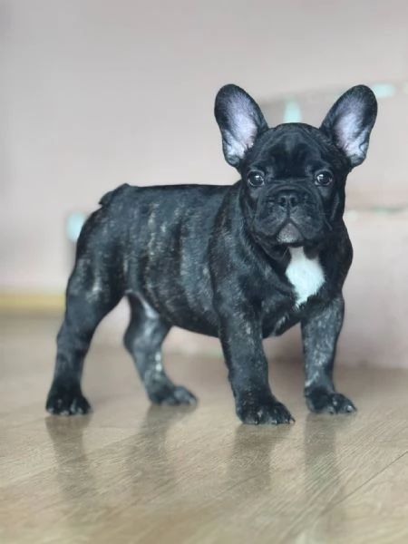 Bulldog Francese  Bellissimi Cuccioli | Foto 3