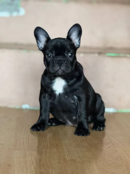 Bulldog Francese  Bellissimi Cuccioli | Foto 2
