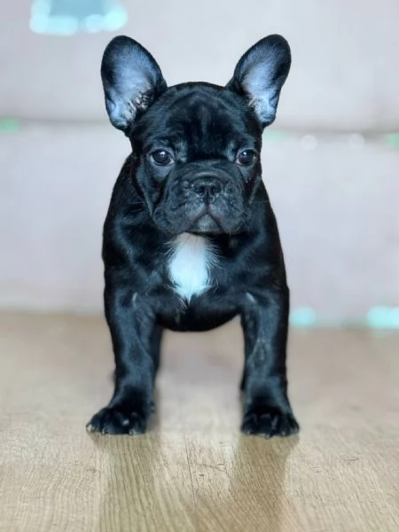 Bulldog Francese  Bellissimi Cuccioli