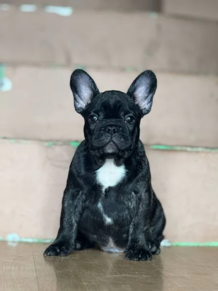 Bulldog Francese  Bellissimi Cuccioli | Foto 1