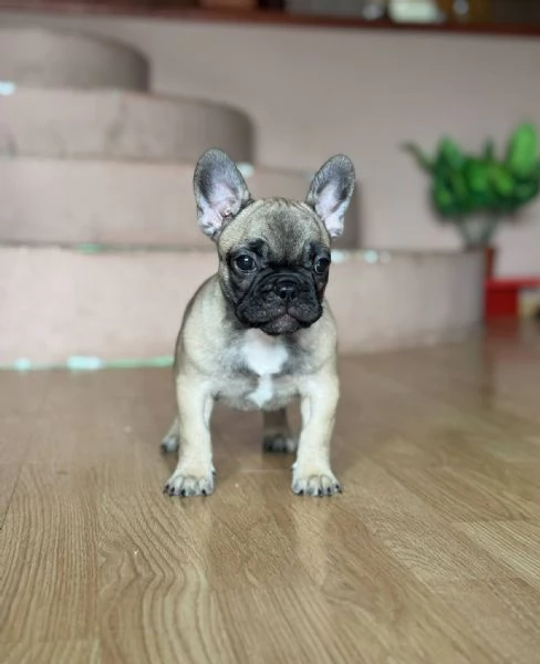 Bulldog Francese  Bellissimi Cuccioli | Foto 0