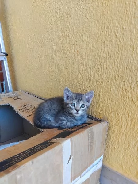 REGALO GATTINA