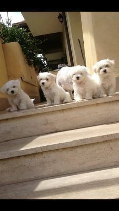 Cuccioli di maltese toy 