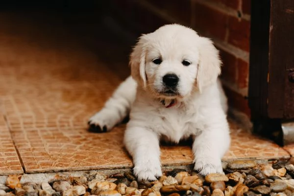 Cuccioli Golden retriever