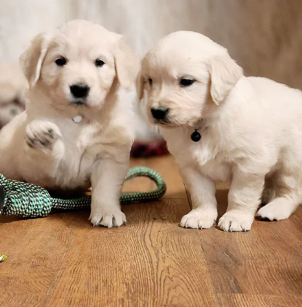Due cuccioli maschietti di Golden retriever