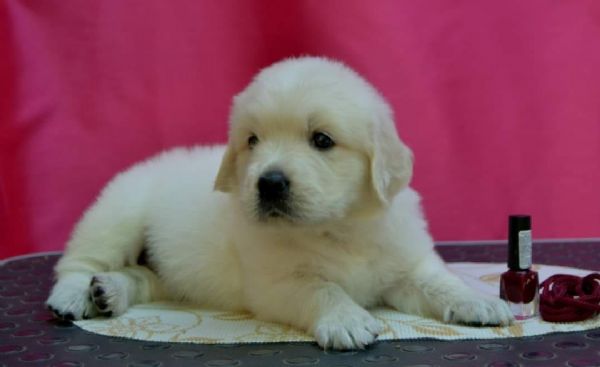 Meravigliosi cuccioli Golden Retriever | Foto 0